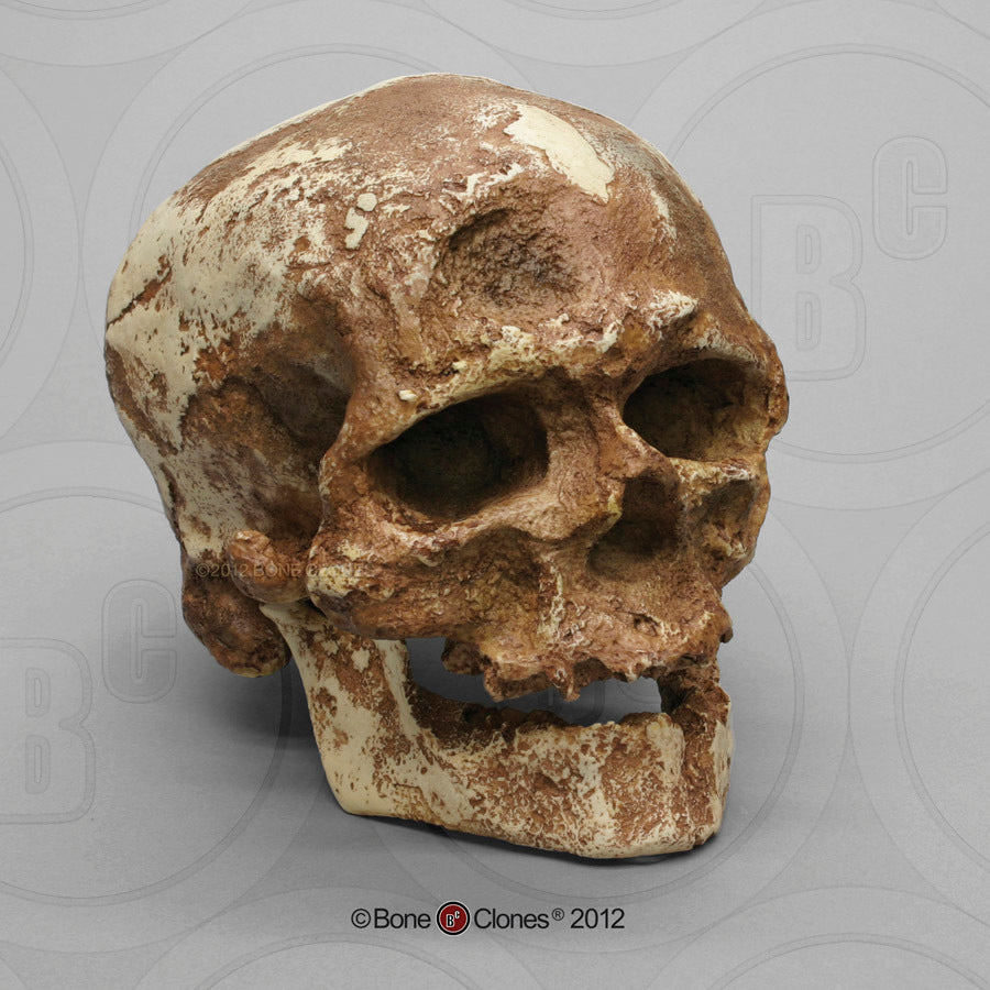 Bone Clones Homo Sapiens Hominin Skulls