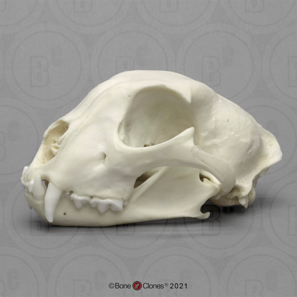 Bone Clones Wild Cat Skulls