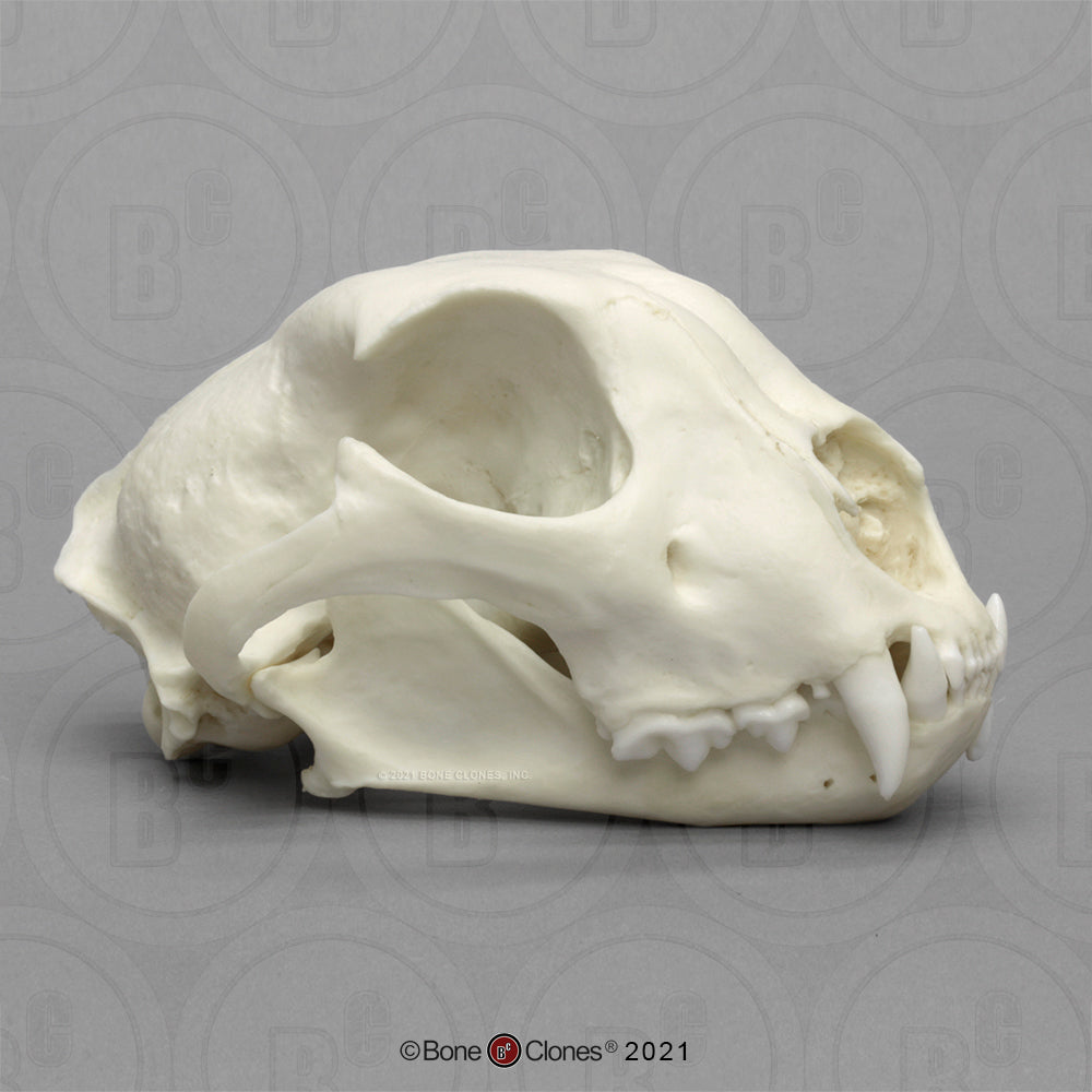 Bone Clones Wild Cat Skulls
