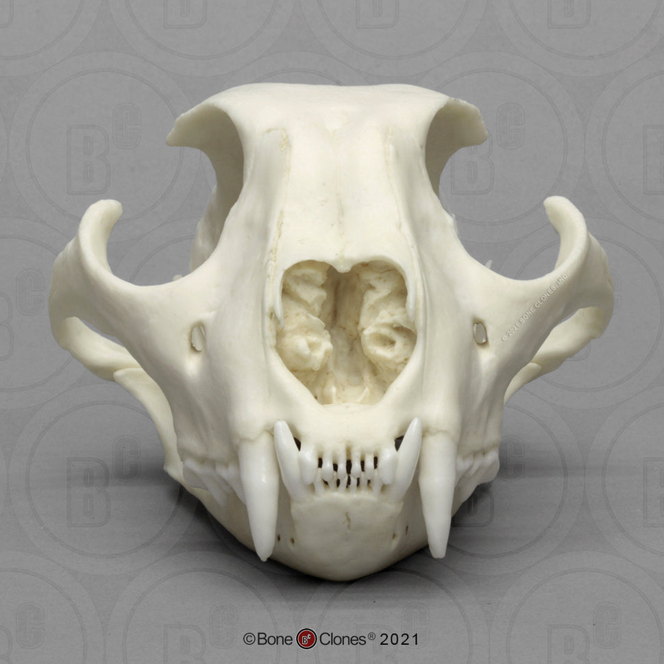 Bone Clones Wild Cat Skulls