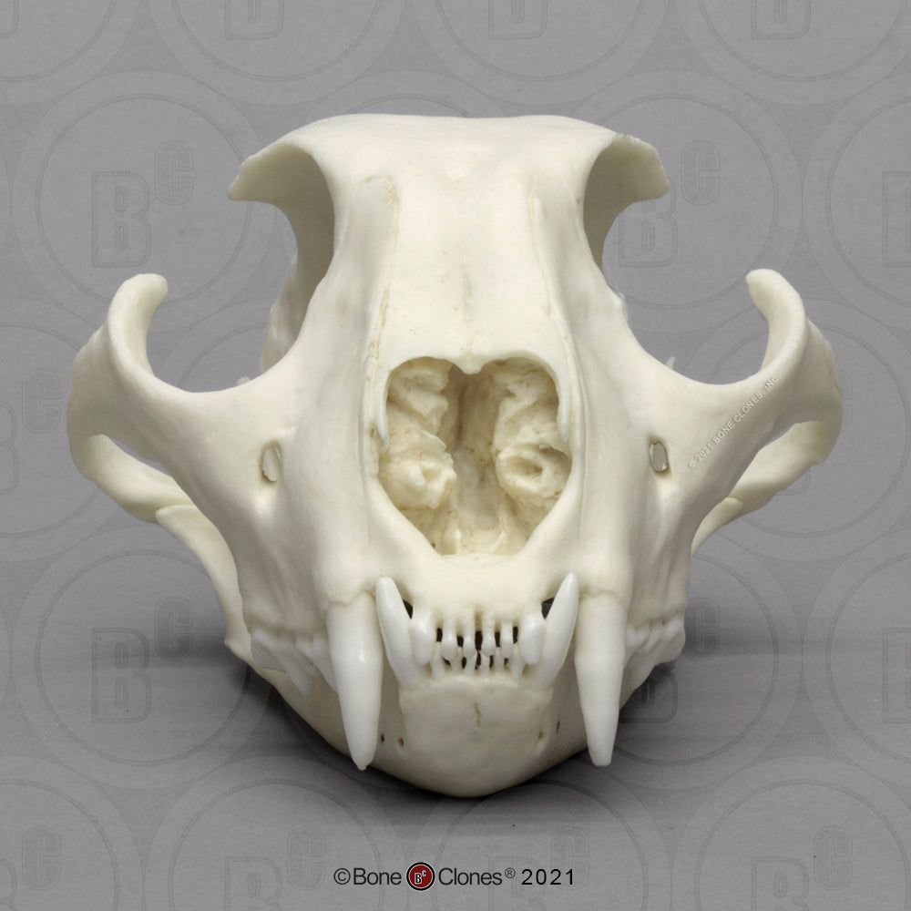Bone Clones Wild Cat Skulls