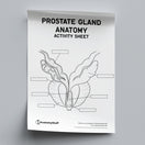 Switch Prostate Gland Anatomy Activity Sheet PDF 2 image