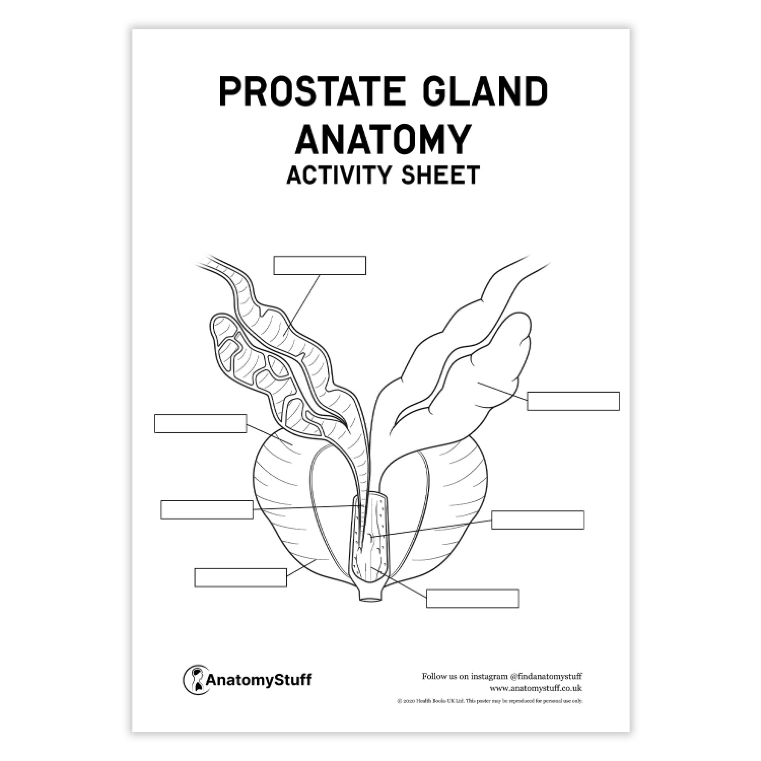 Prostate Gland Anatomy Activity Sheet PDF