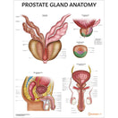 Switch Prostate Gland Anatomy Chart Laminated Poster 2 image