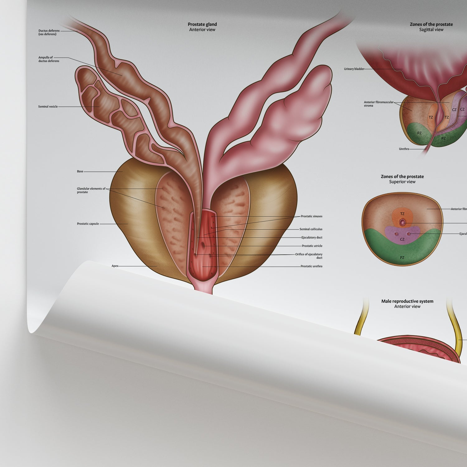 Prostate Anatomy Poster | Male Reproduction Chart – AnatomyStuff