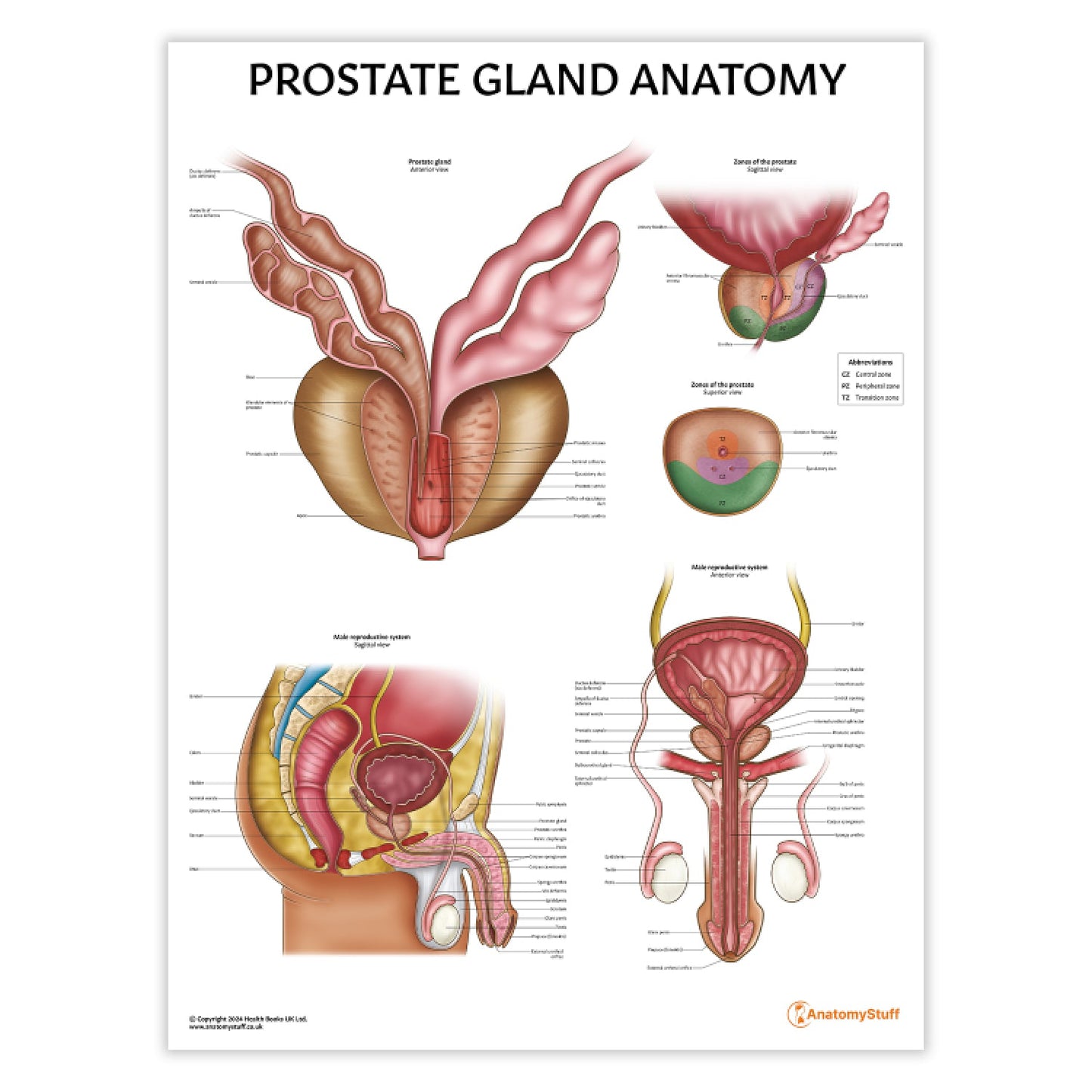 Prostate Anatomy Chart / Poster - Part of Collection