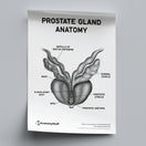 Switch Prostate Gland Anatomy Poster PDF 2 image
