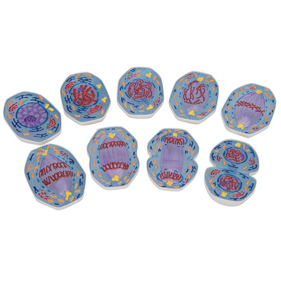 Mitosis Model