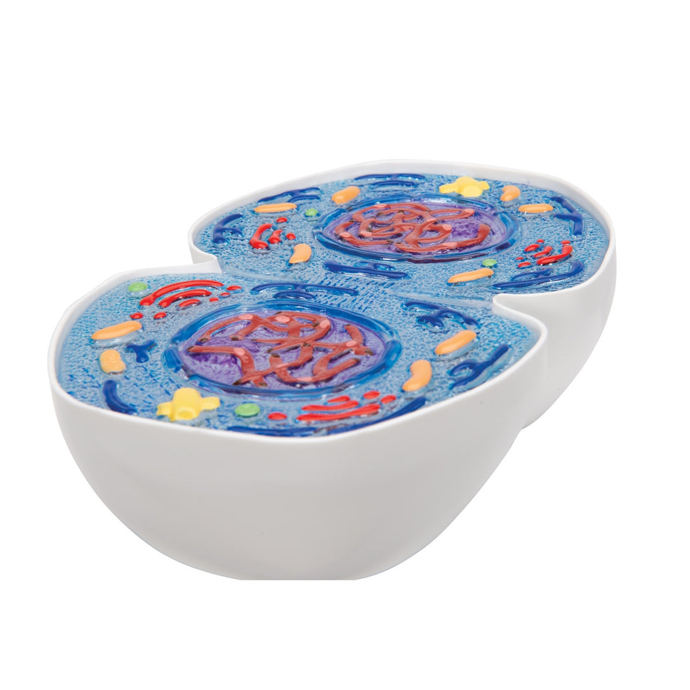 Mitosis Model