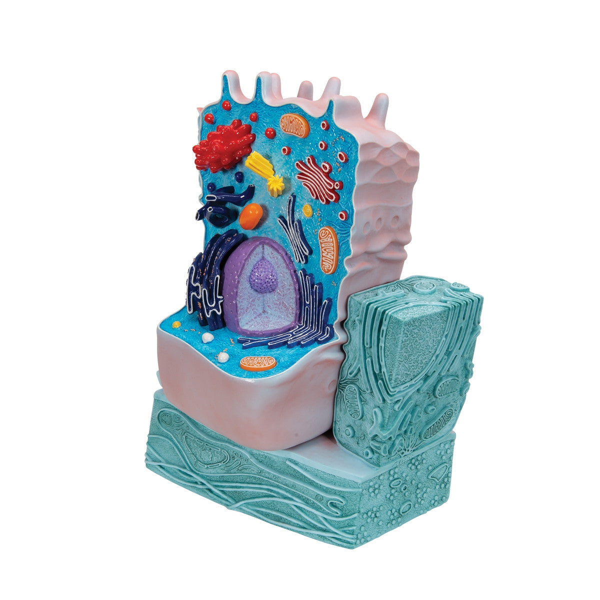 Animal Cell Model