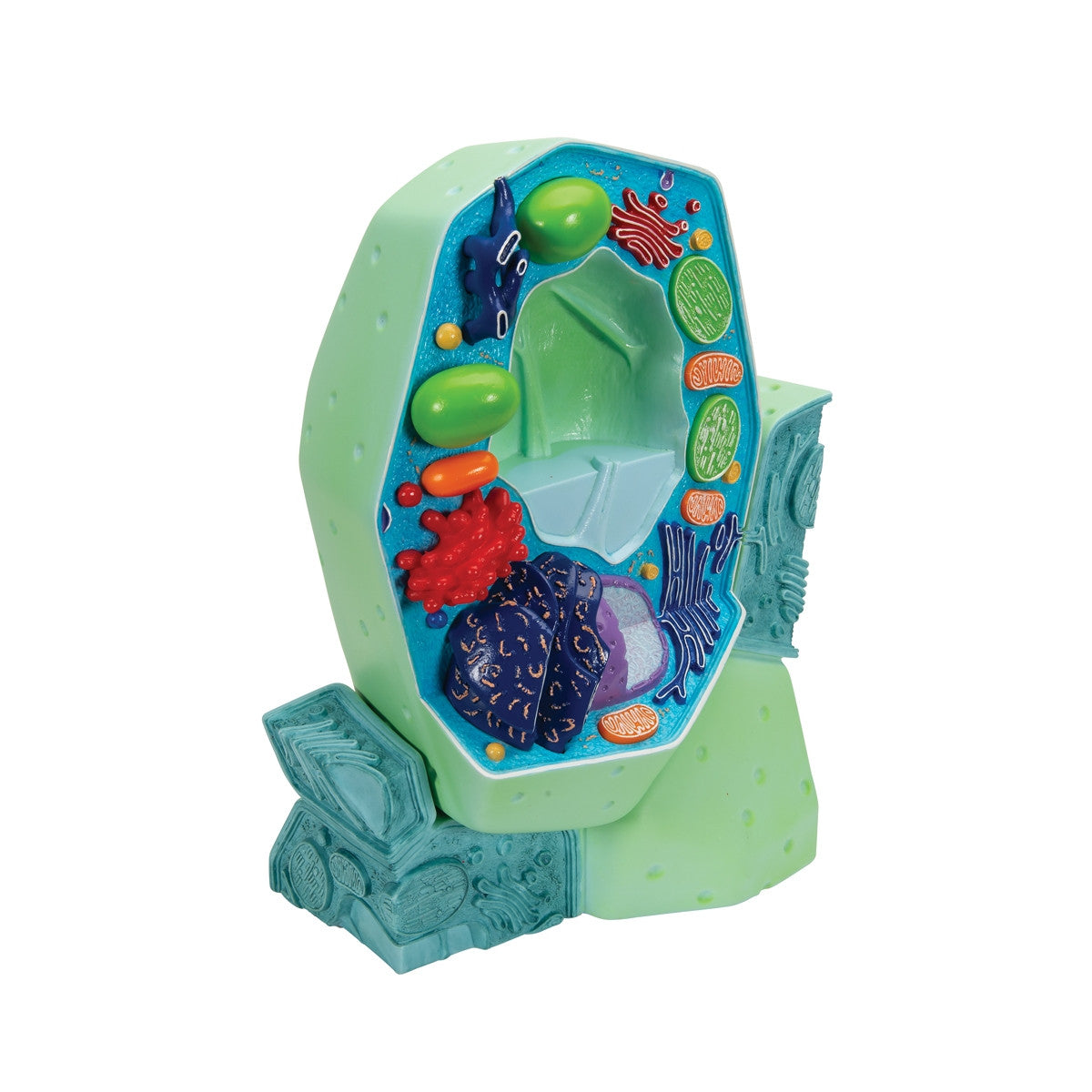 Plant Cell Model R05 / 1000524 | 3B Scientific Cell Anatomy Model ...