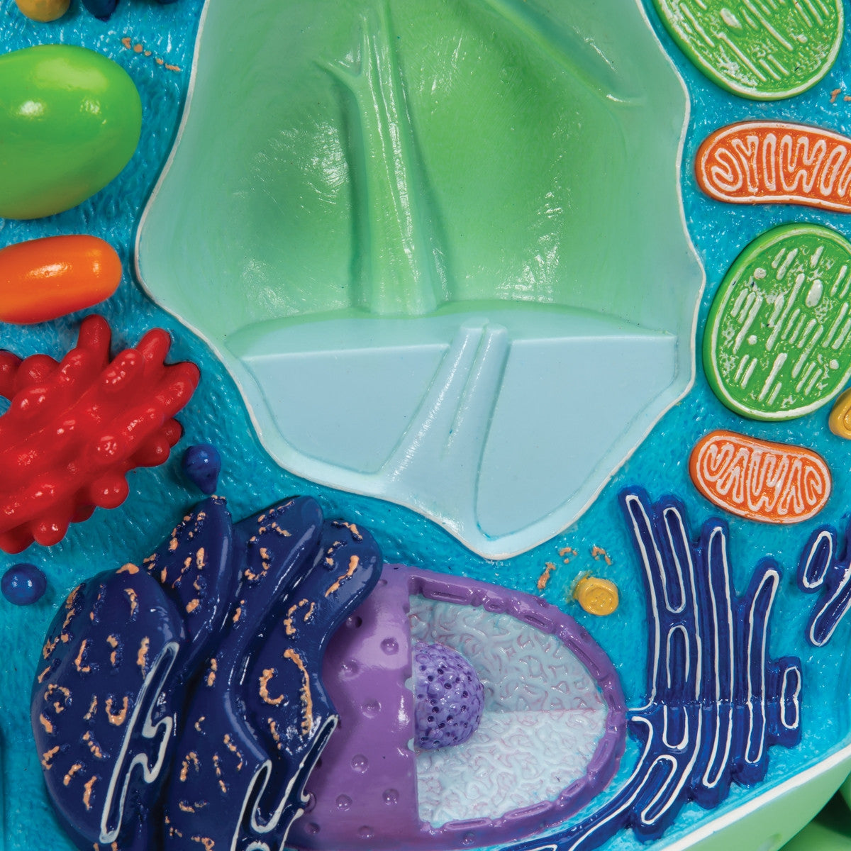 Plant Cell Model R05 / 1000524 | 3B Scientific Cell Anatomy Model ...