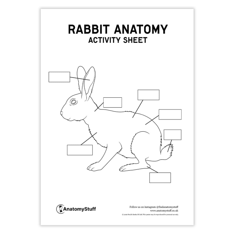Rabbit Anatomy Activity Sheet PDF