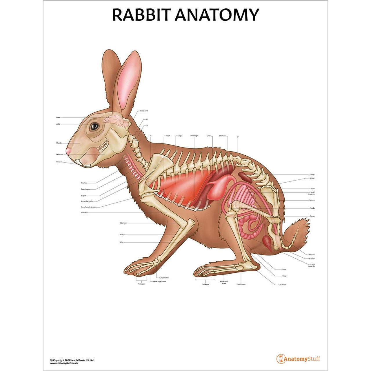 Small Mammal Anatomy 5 Chart Collection