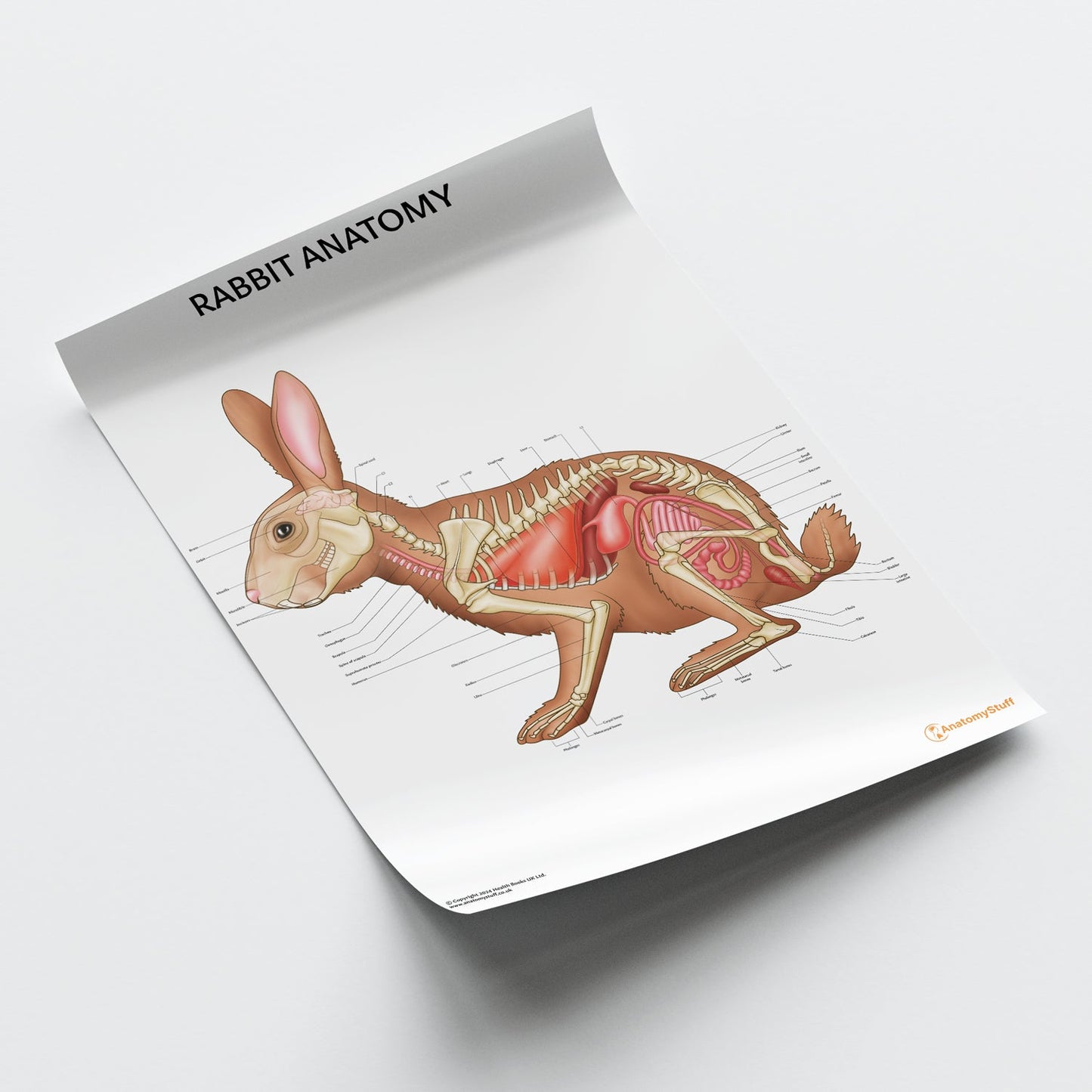 Rabbit Anatomy Chart / Poster - Part of Collection