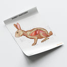 Switch Rabbit Anatomy Chart / Poster 3 image