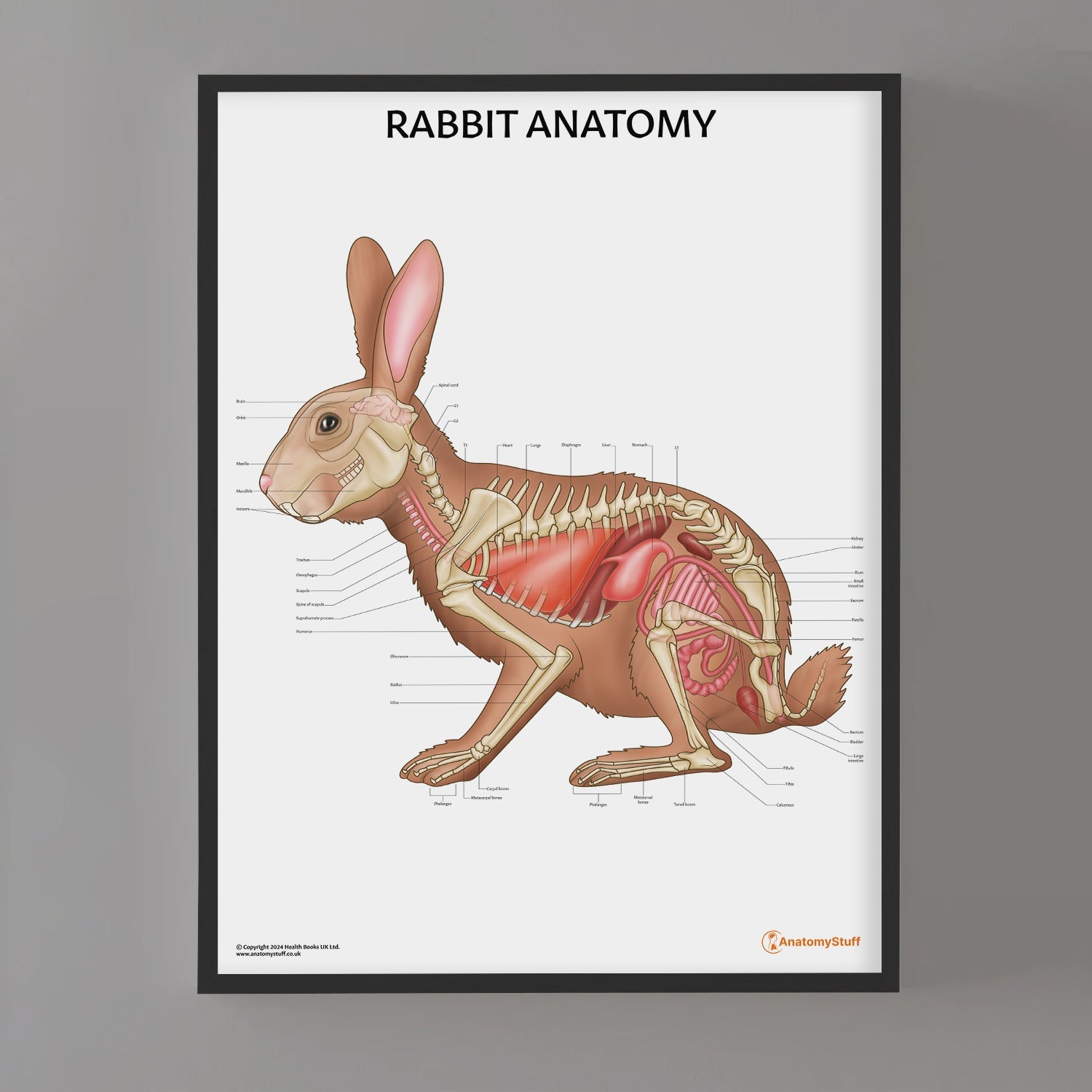 Rabbit Anatomy Poster | Bones Organs Bunny - Laminated – AnatomyStuff