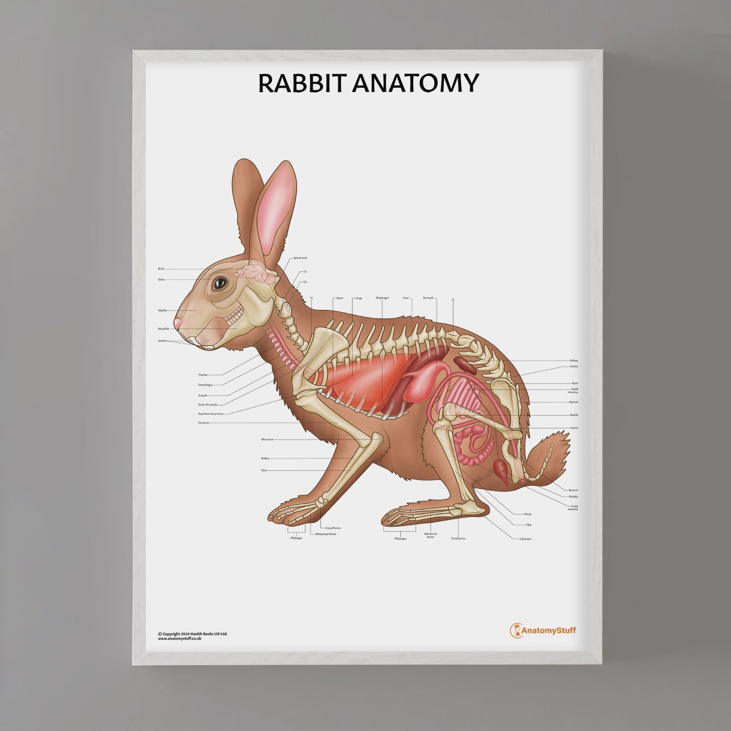 Rabbit Anatomy Chart / Poster - Part of Collection