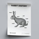 Switch Rabbit Anatomy Poster PDF 2 image