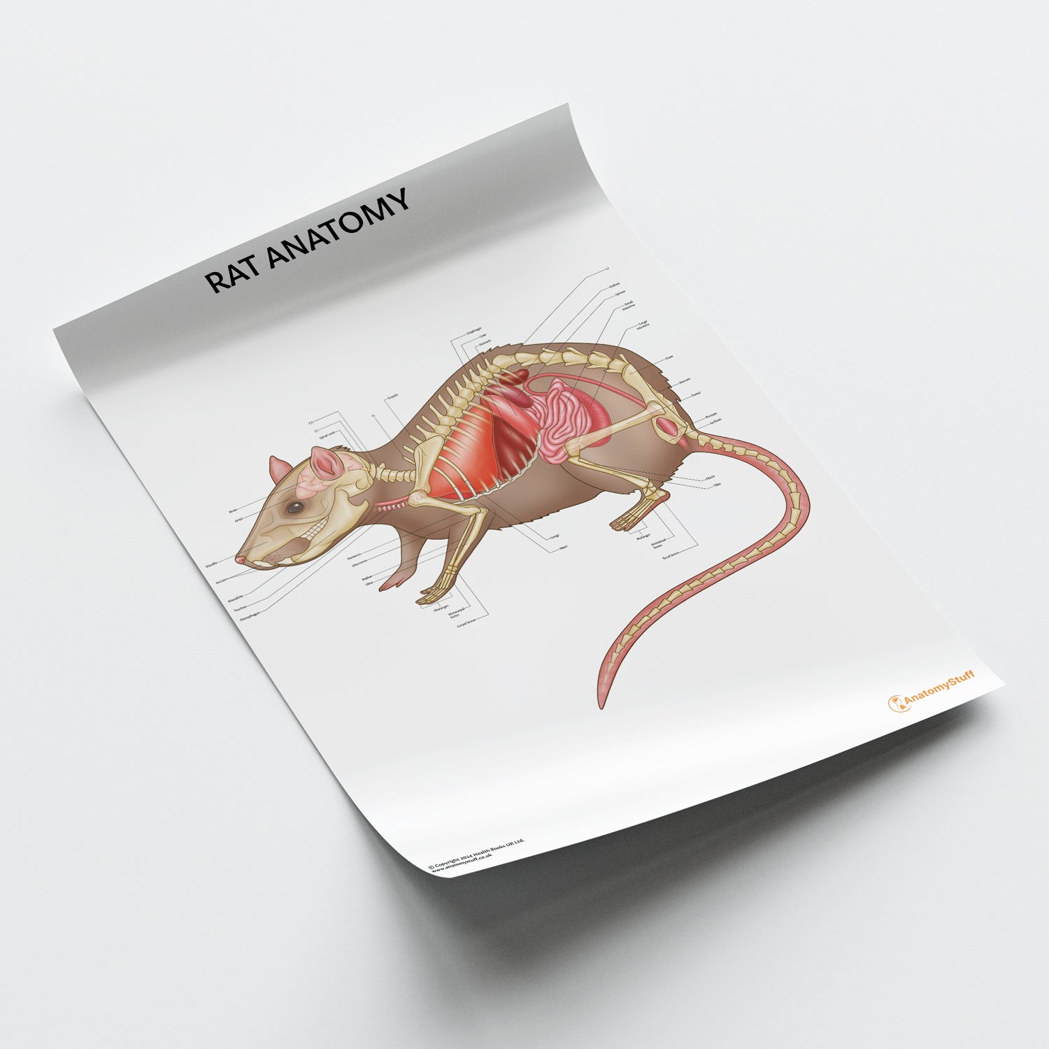 Rat Catalog Rat Anatomy Poster | Bones Organs Small Mammal – AnatomyStuff