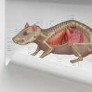 Switch Rat Anatomy Chart / Poster 2 image