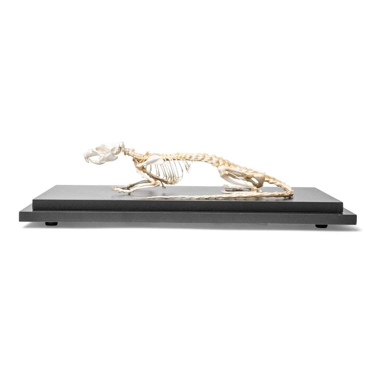 Rat Skeleton (Rattus Rattus)