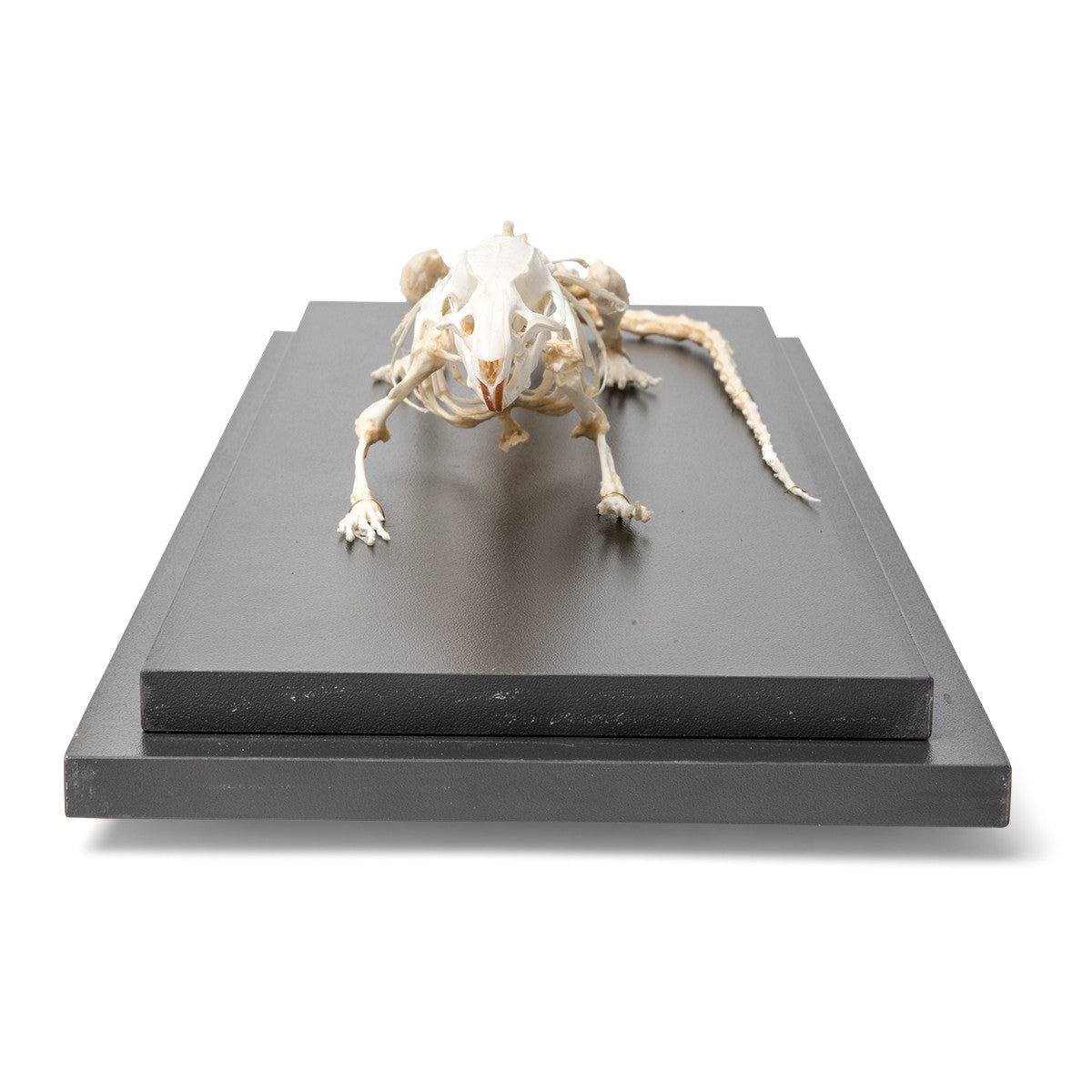 Rat Skeleton (Rattus Rattus)