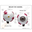 Switch Eye model card reverse 3 image