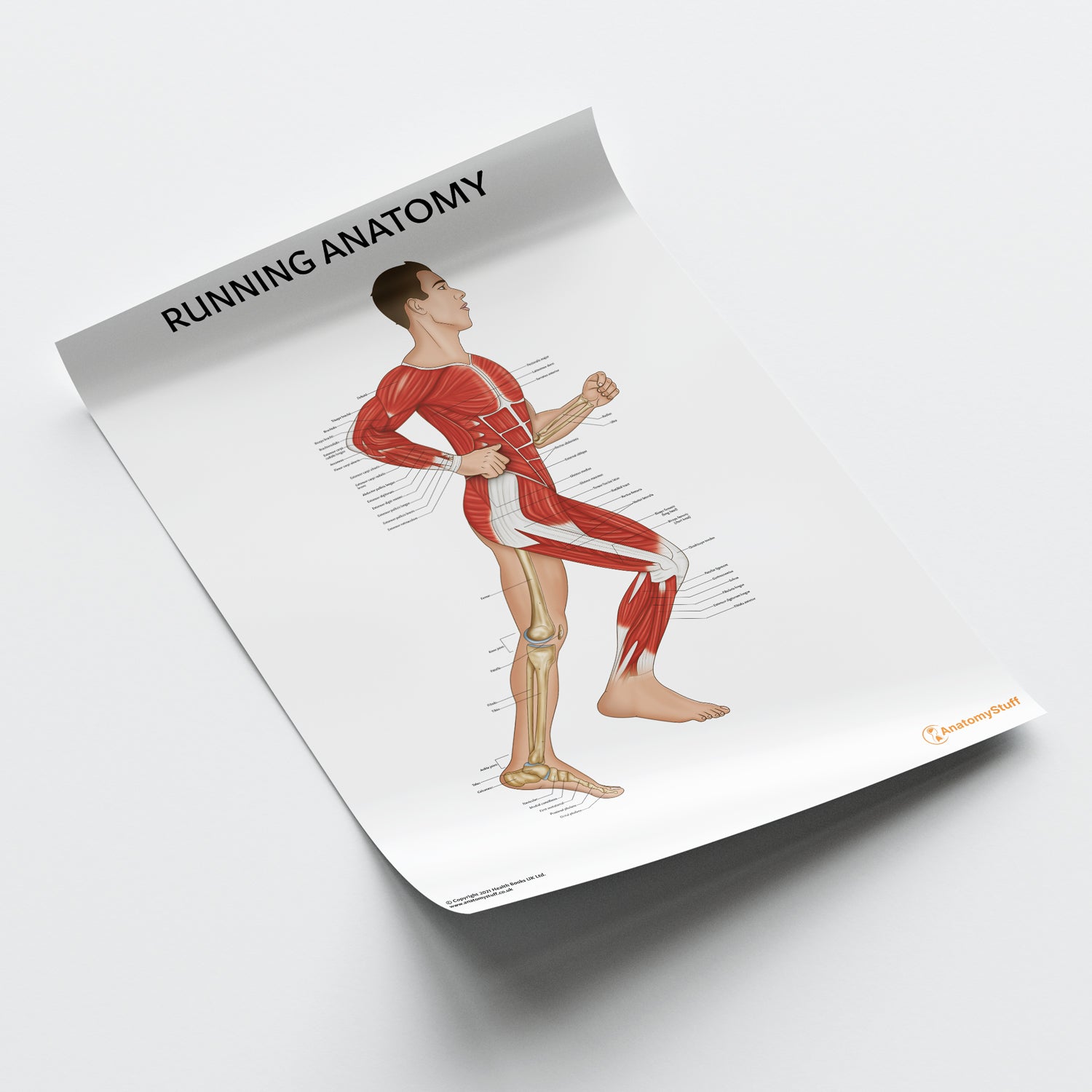 Running Anatomy Chart / Poster (Male)