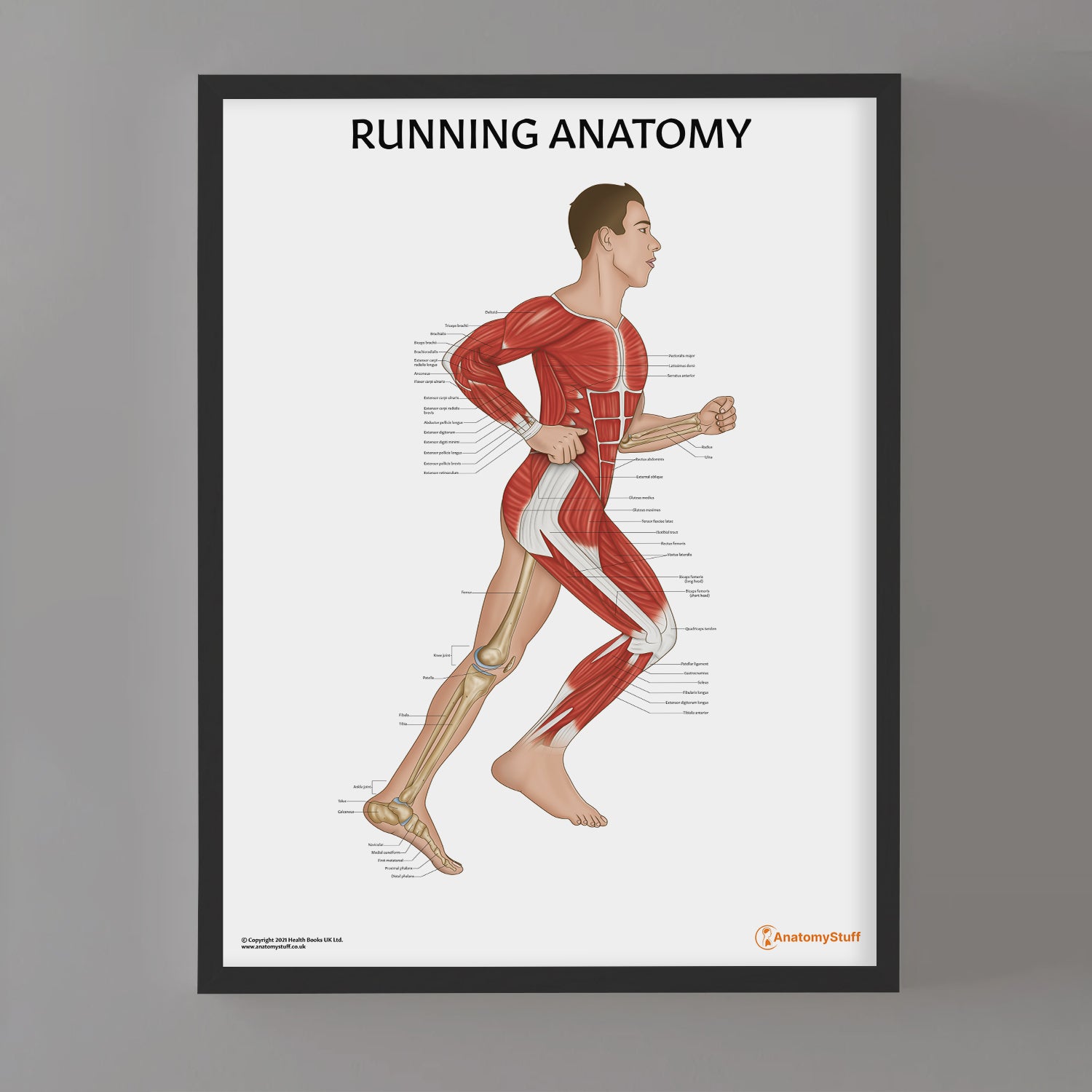 Running Anatomy Chart / Poster (Male)