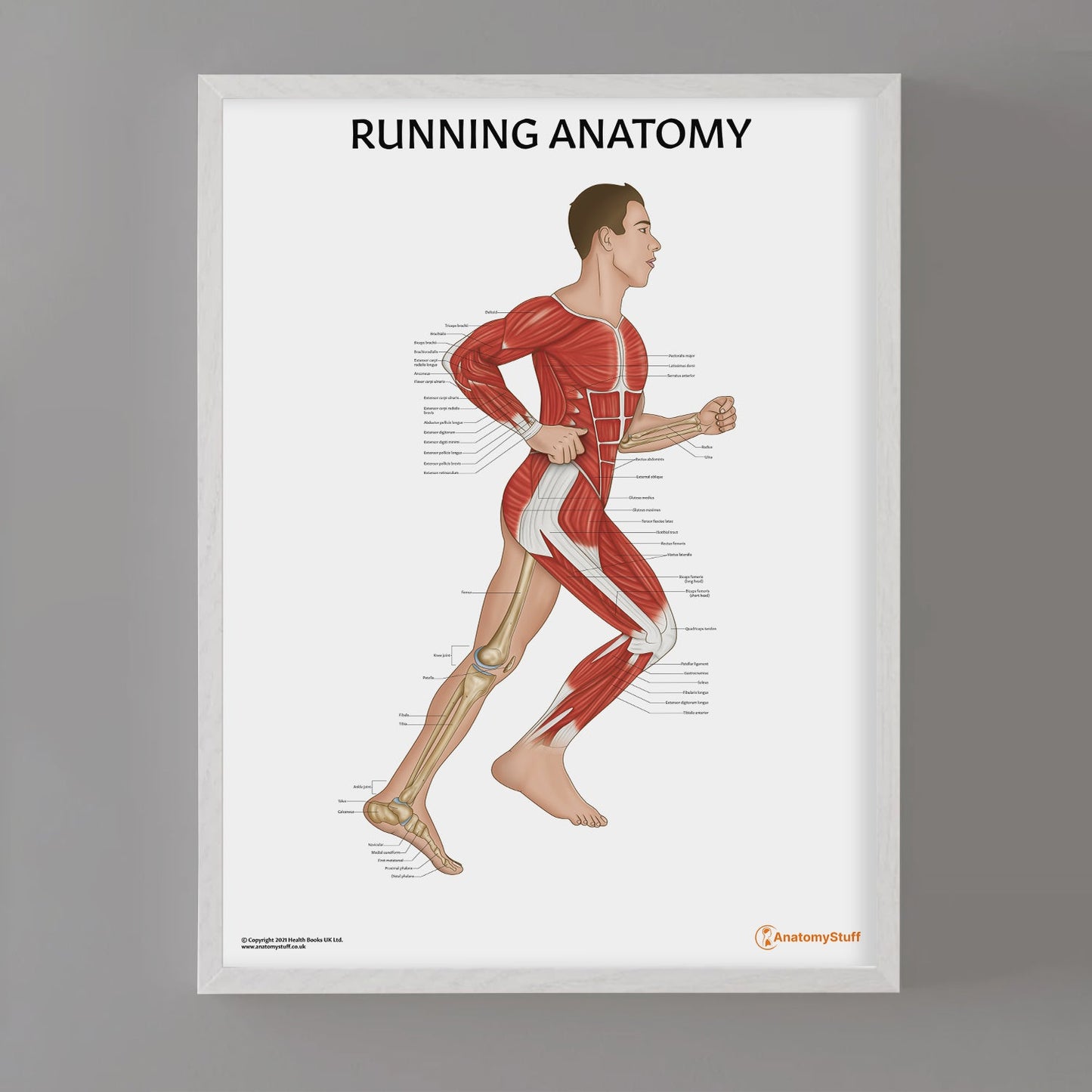 Running Anatomy Chart / Poster (Male) - Part of Collection