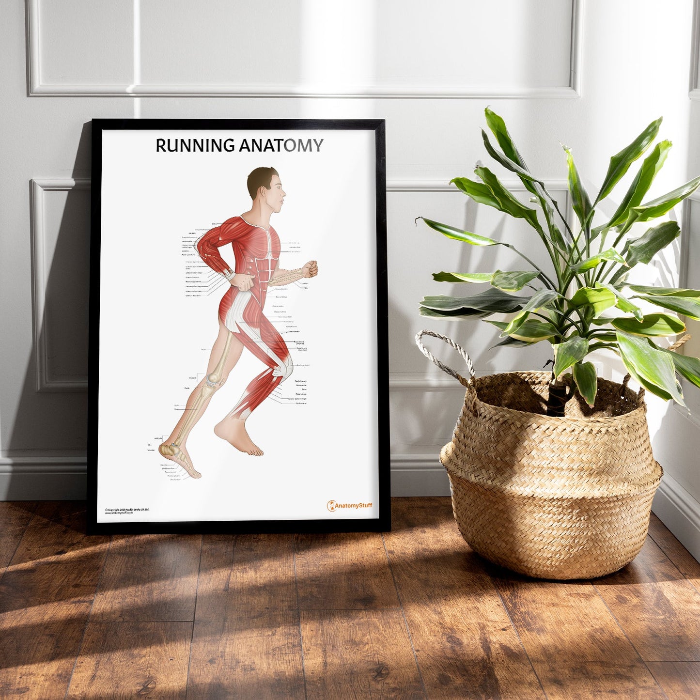 Running Anatomy Chart / Poster (Male) - Part of Collection