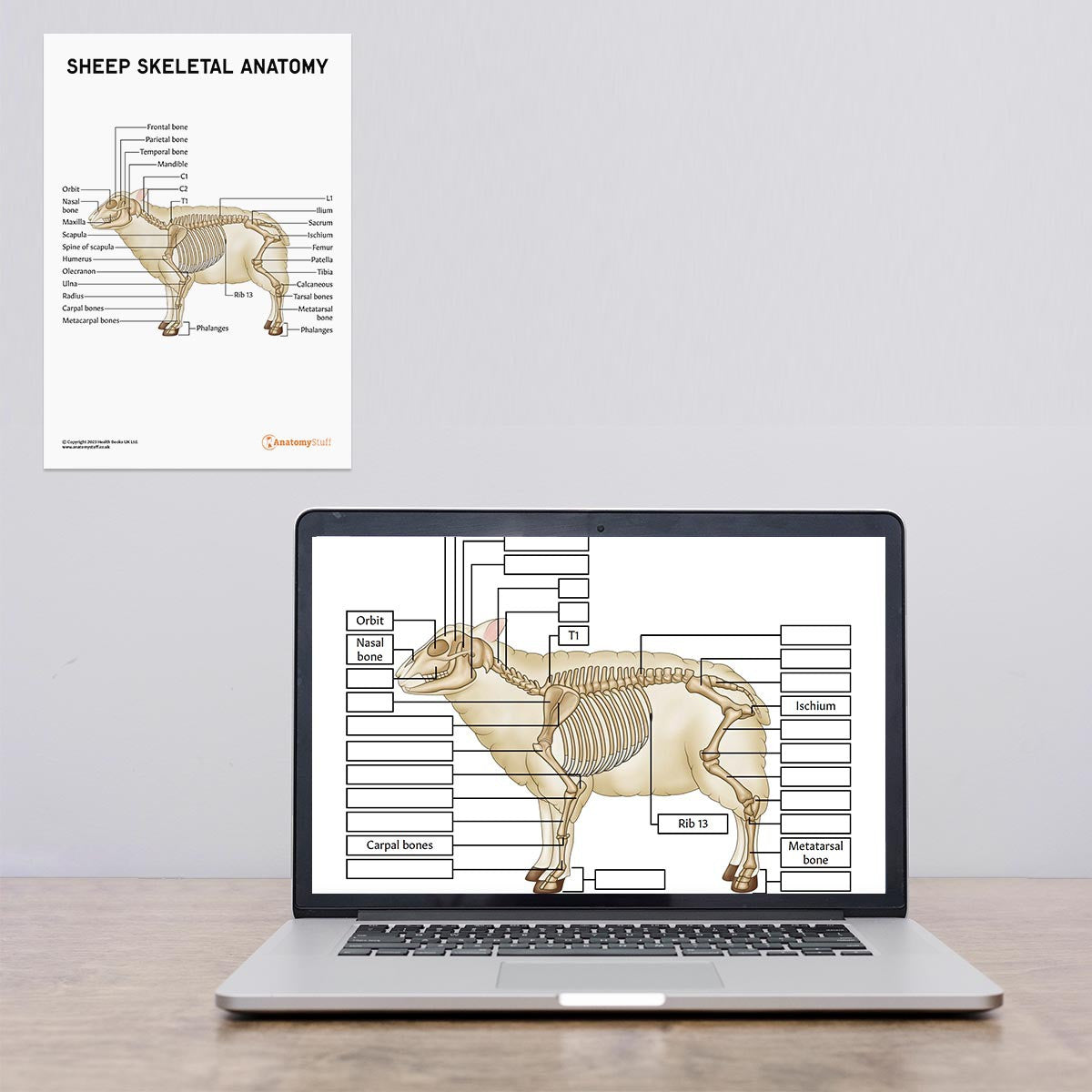 Sheep Skeletal Anatomy  Poster / Worksheet (Interactive & Printable PDF)
