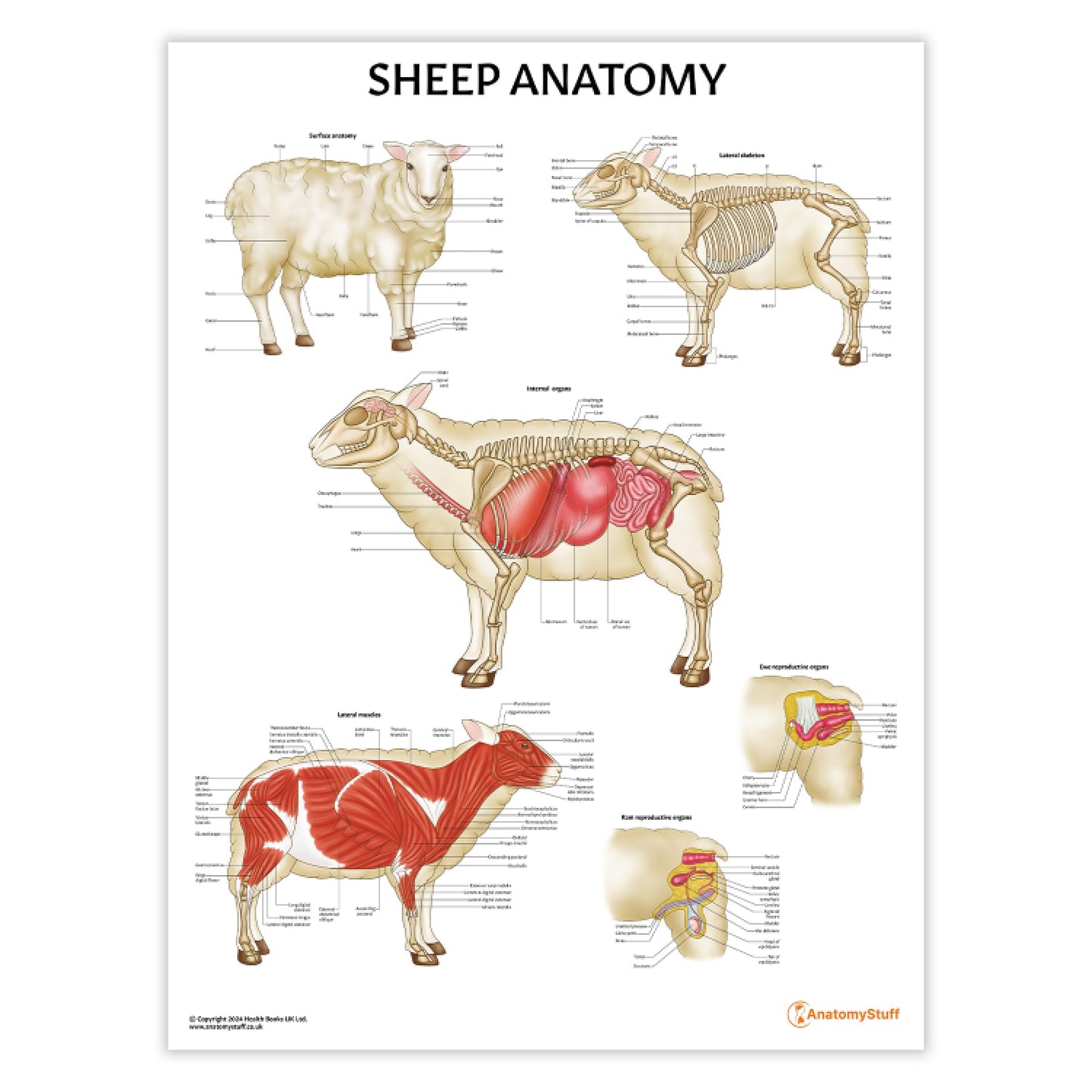 Sheep Anatomy Chart / Poster - Part of Collection