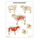 Switch Farm Anatomy 4 Poster Collection 2 image
