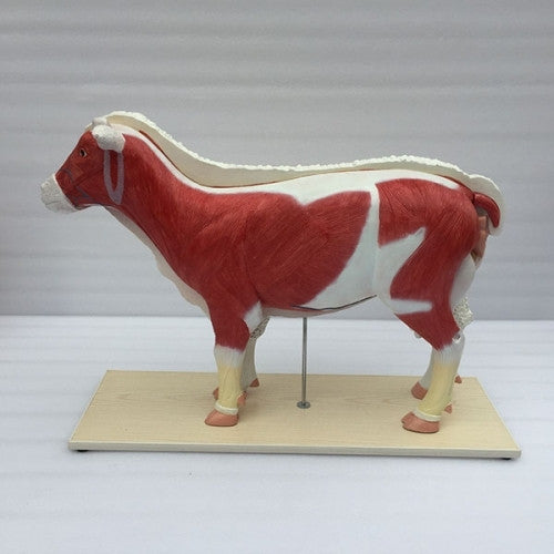 Sheep Anatomy Model (11 part)