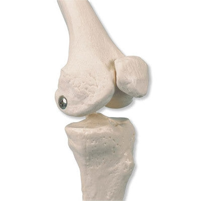 Shorty Mini Skeleton Model with Painted Muscles