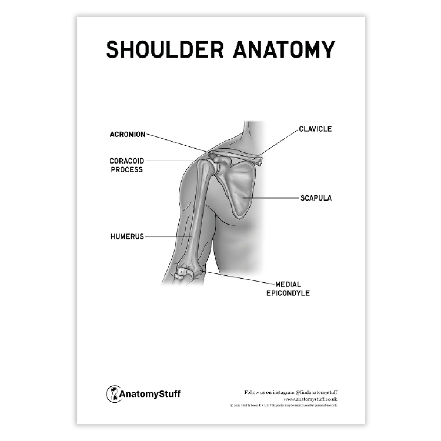 Shoulder Anatomy Poster PDF
