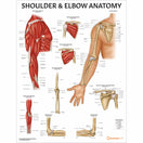 Switch Shoulder and Elbow Anatomy Poster 2 image