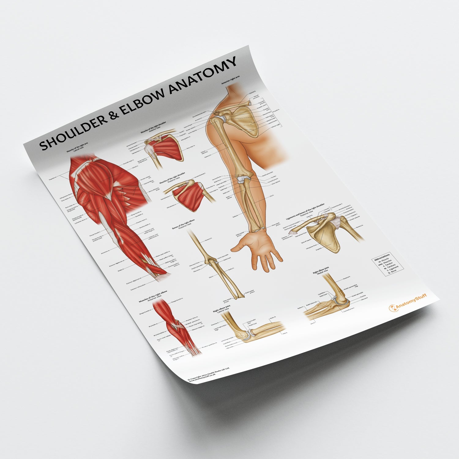 Shoulder & Elbow Anatomy Chart / Poster - Part of Collection