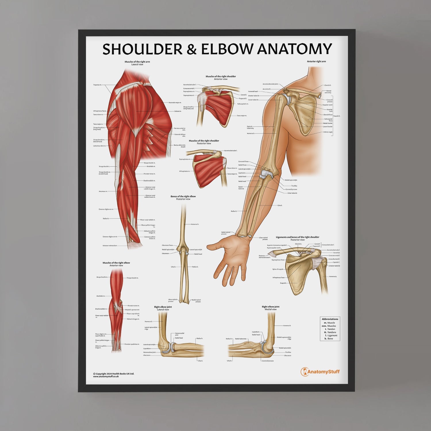 Shoulder & Elbow Anatomy Chart / Poster - Part of Collection