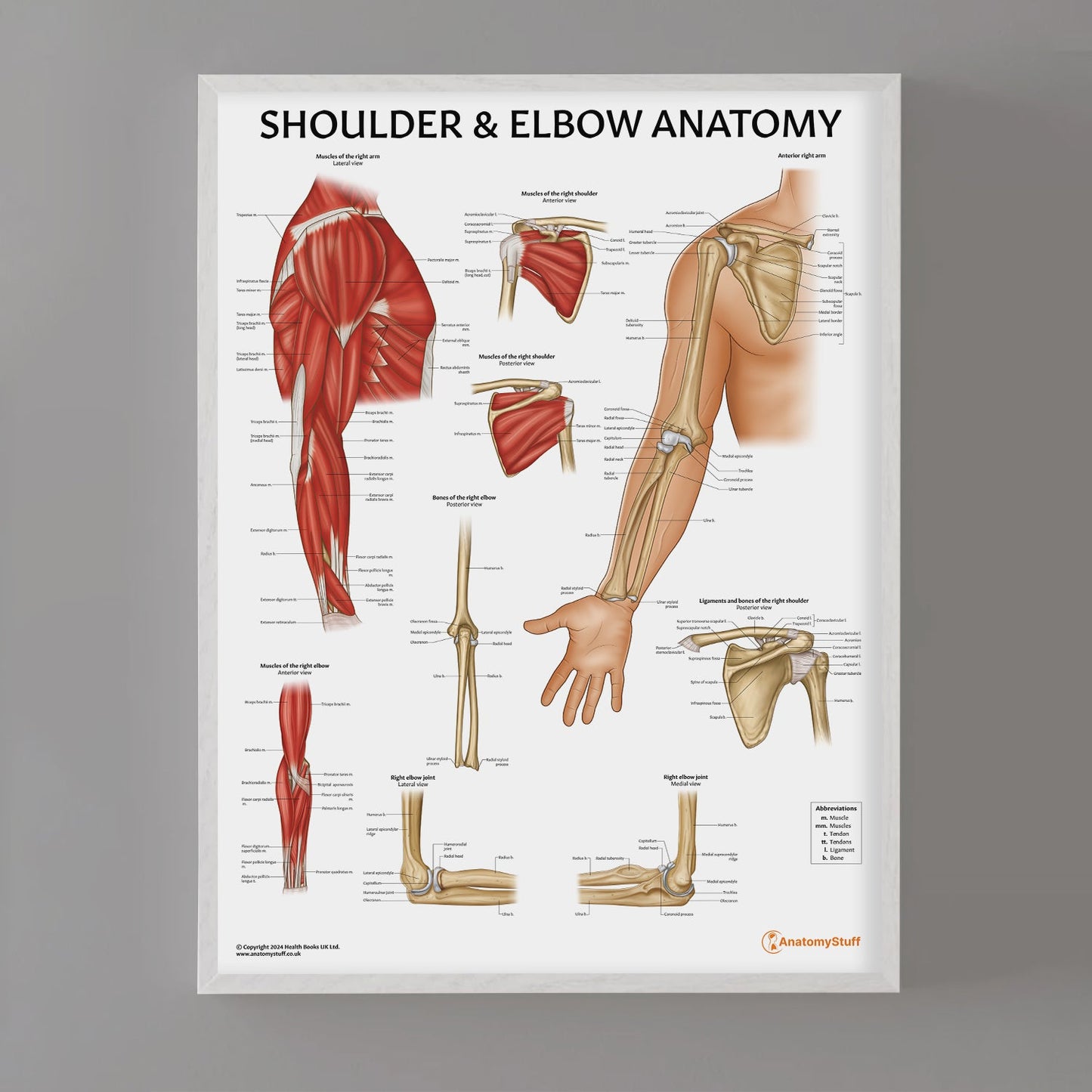 Shoulder & Elbow Anatomy Chart / Poster - Part of Collection