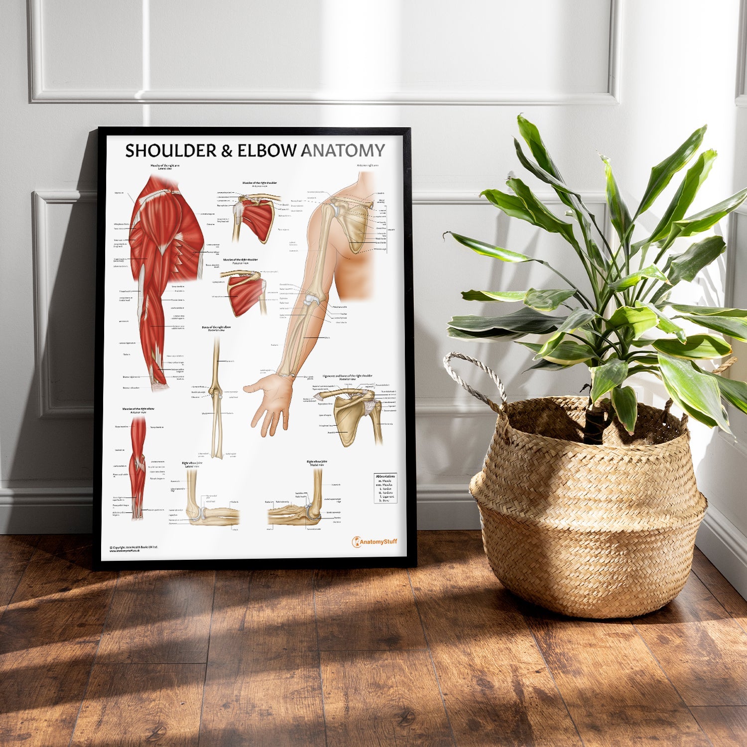 Shoulder & Elbow Anatomy Chart / Poster - Part of Collection
