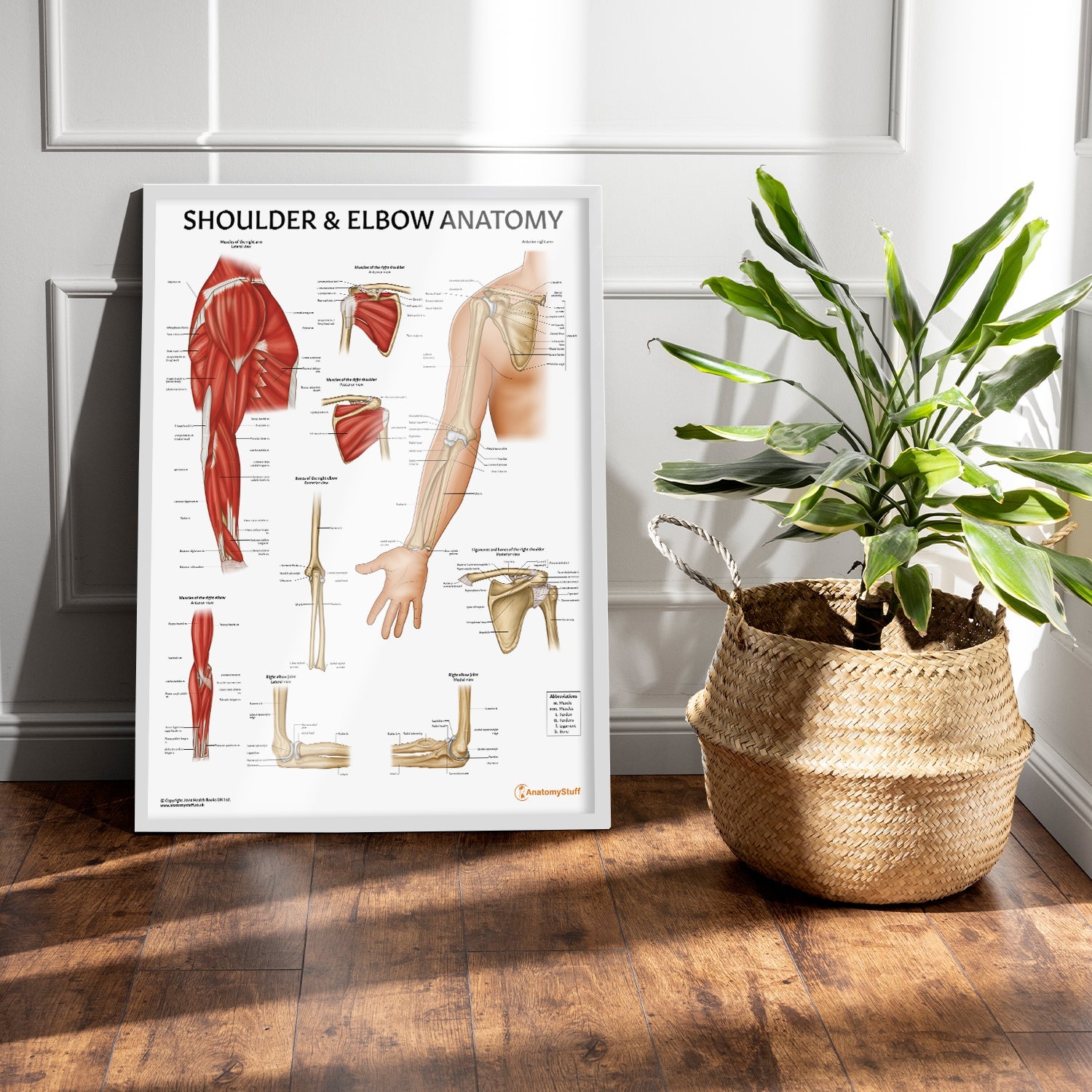 Shoulder & Elbow Anatomy Chart / Poster - Part of Collection