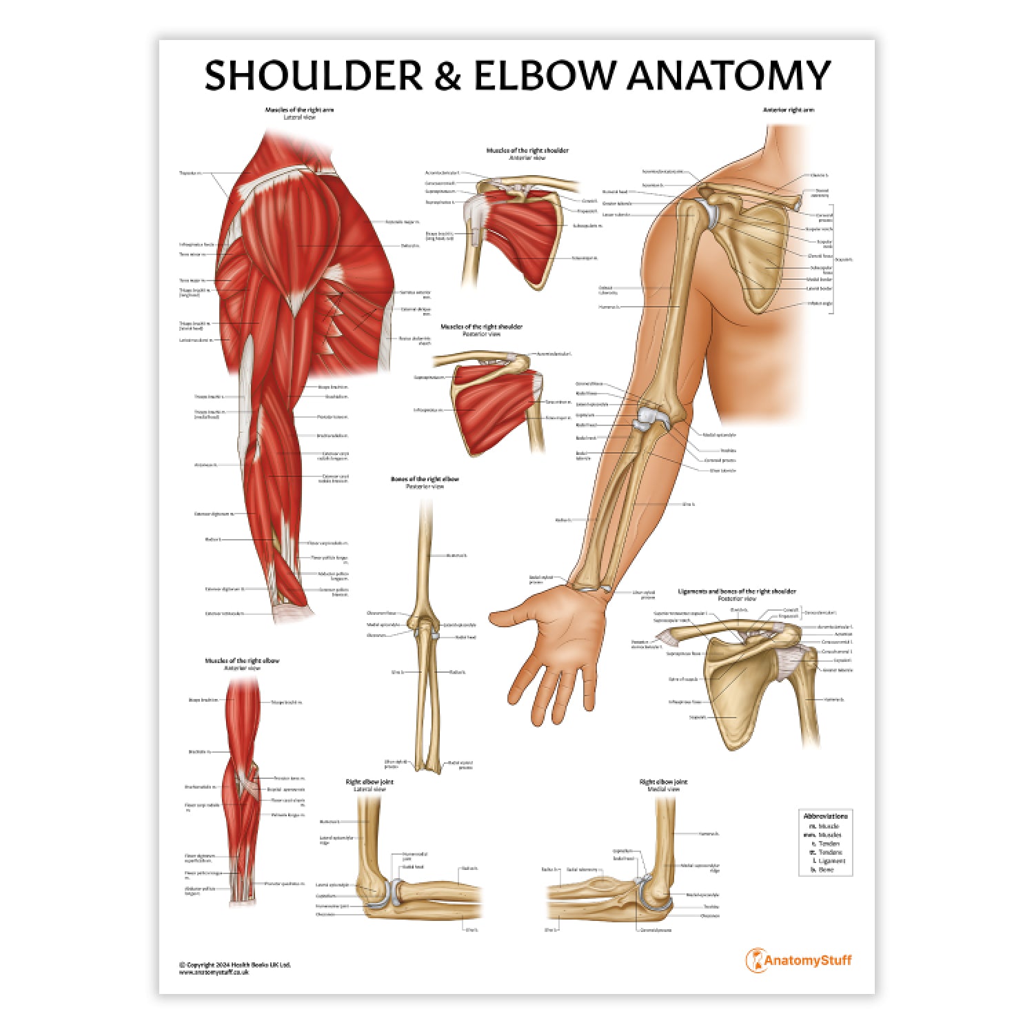 Joints of the Body 4 Poster Collection (Laminated)