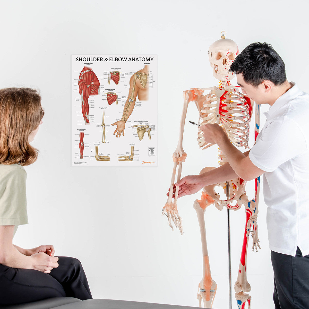 Shoulder & Elbow Anatomy Chart / Poster - Part of Collection