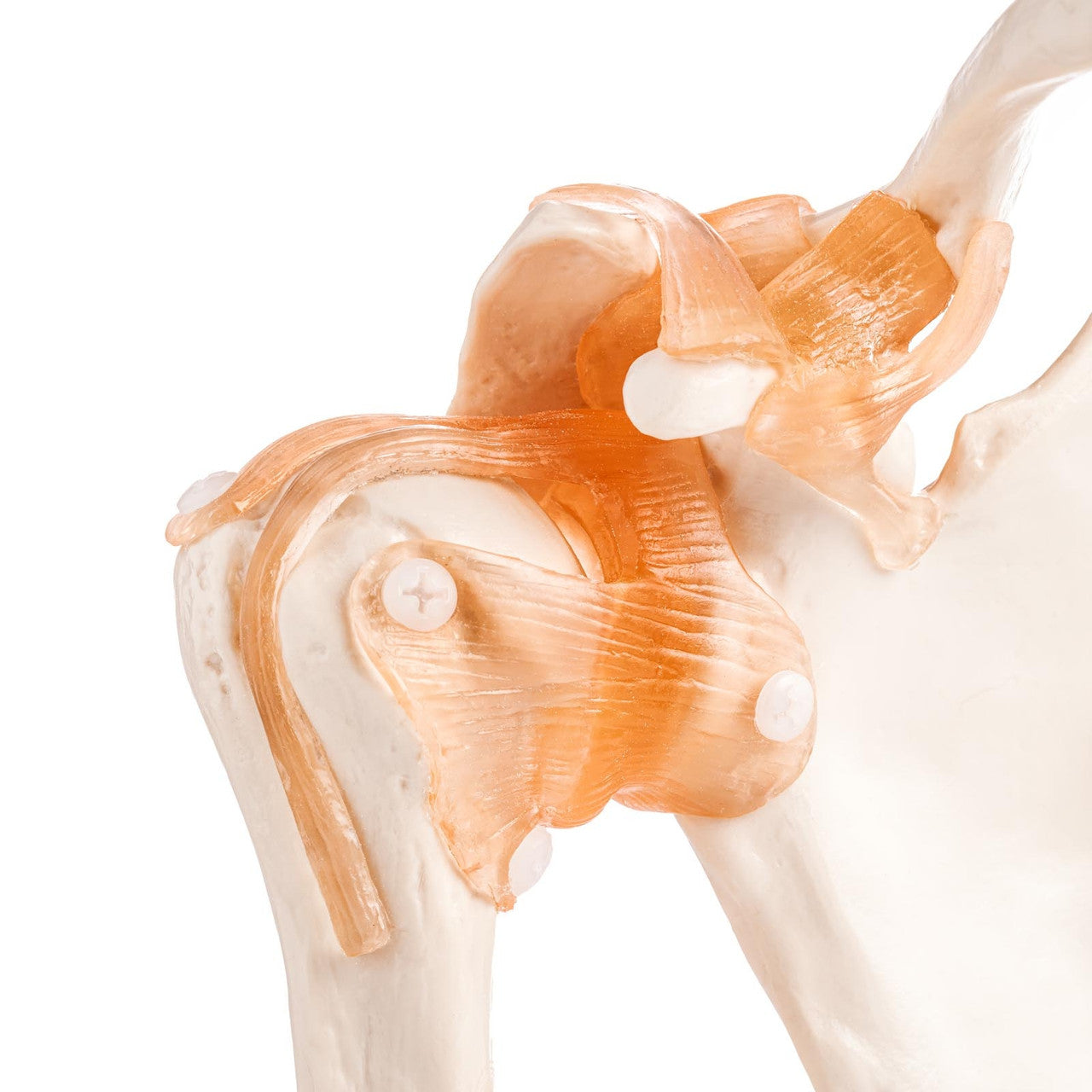 Budget Flexible Shoulder Model with Ligaments - Part of Collection