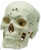 Switch Medical Demonstration Skull, 14-Sections 2 image