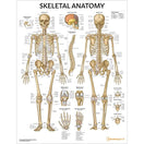 Switch Skeletal Anatomy Chart Poster 2 image