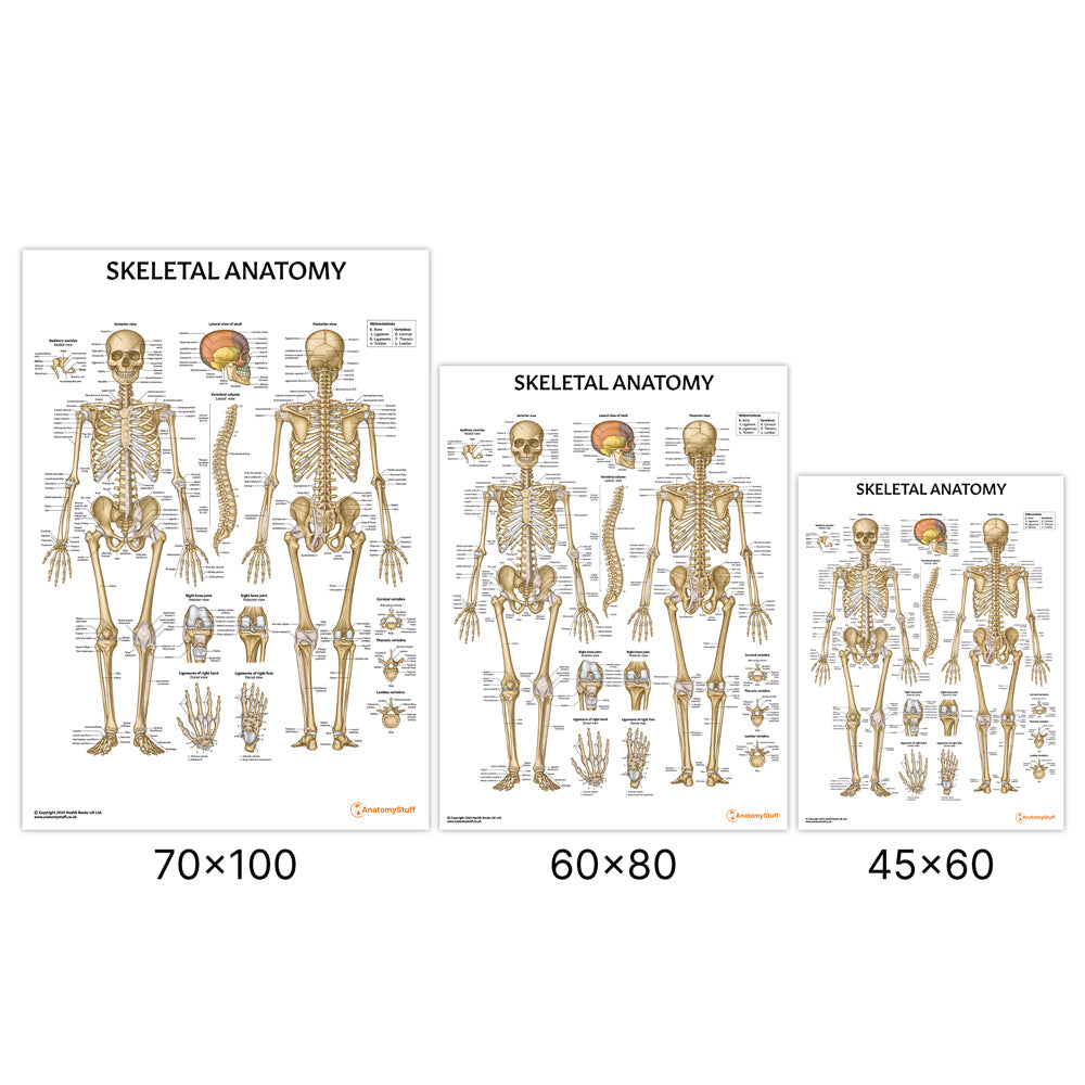 Skeletal Anatomy Chart / Poster - Part of Collection